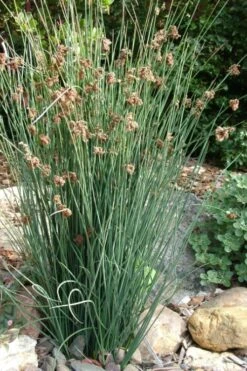 Elk's Blue California Gray Rush (Juncus Patens) - 1 Gallon Pot -FRUIT TREES & PLANTS Sales juncus patens elk blue california rush 9