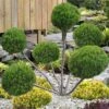Sea Green Juniper Pom Pom Topiary - 3 Gallon Pot -FRUIT TREES & PLANTS Sales juniperus chinensis sea green pom pom topiary 2