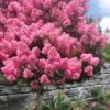 Sioux Pink Crape Myrtle Tree (Single Trunk) - 5 Gallon Pot 2 Sioux Pink Crape Myrtle Tree (Single Trunk) - 5 Gallon Pot -FRUIT TREES & PLANTS Sales lagerstroemia indica sioux crape myrtle standard single trunk 1