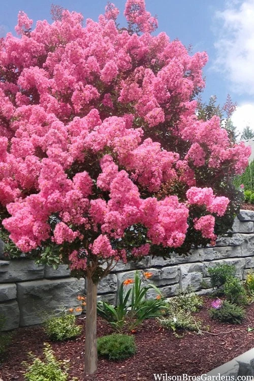Sioux Pink Crape Myrtle Tree (Single Trunk) - 5 Gallon Pot 3 Sioux Pink Crape Myrtle Tree (Single Trunk) - 5 Gallon Pot