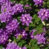 Luscious Grape Lantana - 5 Pack Of Quart Pots -FRUIT TREES & PLANTS Sales lantana luscious grape 1