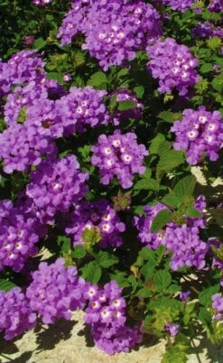Luscious Grape Lantana - 5 Pack Of Quart Pots
