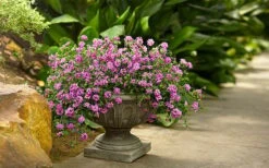 Luscious Grape Lantana - 5 Pack Of Quart Pots 10 Luscious Grape Lantana - 5 Pack Of Quart Pots -FRUIT TREES & PLANTS Sales lantana luscious grape 2