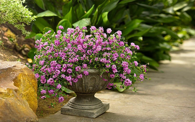 Luscious Grape Lantana - 5 Pack Of Quart Pots 6 Luscious Grape Lantana - 5 Pack Of Quart Pots - Image 4