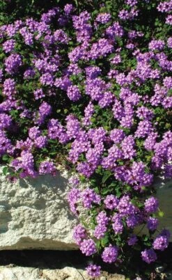 Luscious Grape Lantana - 5 Pack Of Quart Pots 11 Luscious Grape Lantana - 5 Pack Of Quart Pots -FRUIT TREES & PLANTS Sales lantana luscious grape 3