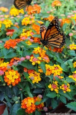 Sonset Hardy Lantana - 1 Gallon Pot -FRUIT TREES & PLANTS Sales lantana sonset 104