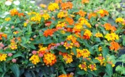 Sonset Hardy Lantana - 1 Gallon Pot -FRUIT TREES & PLANTS Sales lantana sonset 105