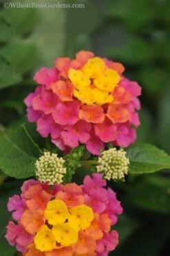 Sonset Hardy Lantana - 1 Gallon Pot -FRUIT TREES & PLANTS Sales lantana sonset 20