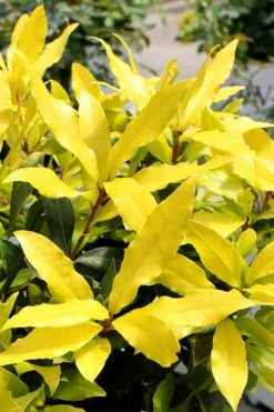 Sicilian Sunshine Sweet Bay Laurel (Laurus Nobilis) - 1 Gallon Pot 11 Sicilian Sunshine Sweet Bay Laurel (Laurus Nobilis) - 1 Gallon Pot -FRUIT TREES & PLANTS Sales laurus nobilis sicilian sunshine sweet bay laurel 2