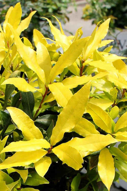 Sicilian Sunshine Sweet Bay Laurel (Laurus Nobilis) - 1 Gallon Pot 7 Sicilian Sunshine Sweet Bay Laurel (Laurus Nobilis) - 1 Gallon Pot - Image 5