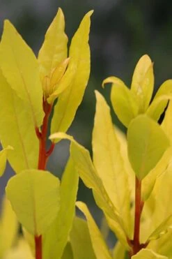 Sicilian Sunshine Sweet Bay Laurel (Laurus Nobilis) - 1 Gallon Pot 10 Sicilian Sunshine Sweet Bay Laurel (Laurus Nobilis) - 1 Gallon Pot -FRUIT TREES & PLANTS Sales laurus nobilis sicilian sunshine sweet bay laurel 5