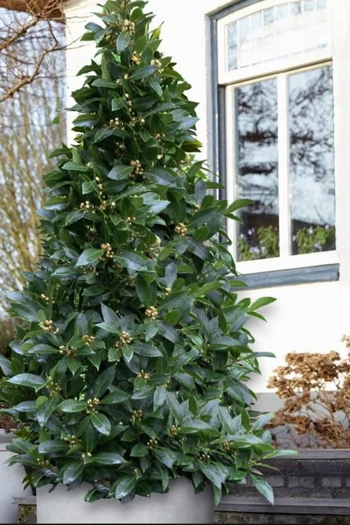 Bay Laurel (Sweet Bay) - Laurus Nobilis - 3 Gallon Pot 3 Bay Laurel (Sweet Bay) - Laurus Nobilis - 3 Gallon Pot