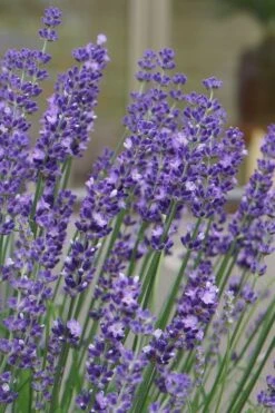 Big Time Blue Lavender - 1 Gallon Pot -FRUIT TREES & PLANTS Sales lavandula angustifolia big time blue lavender 1