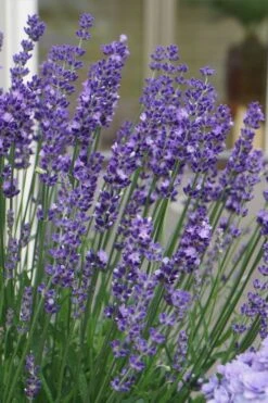 Big Time Blue Lavender - 1 Gallon Pot -FRUIT TREES & PLANTS Sales lavandula angustifolia big time blue lavender 2