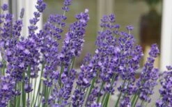 Big Time Blue Lavender - 1 Gallon Pot -FRUIT TREES & PLANTS Sales lavandula angustifolia big time blue lavender 3