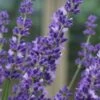 Big Time Blue Lavender - 6 Pack Of 1 Gallon Pots -FRUIT TREES & PLANTS Sales lavandula angustifolia big time blue lavender 4 1