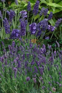 Ellagance Purple English Lavender - 5 Pack Of Quart Pots 11 Ellagance Purple English Lavender - 5 Pack Of Quart Pots -FRUIT TREES & PLANTS Sales lavandula angustifolia ellagance purple english lavender 2
