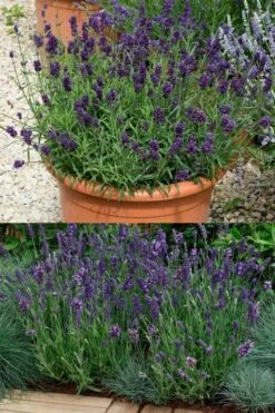 Ellagance Purple English Lavender - 5 Pack Of Quart Pots 10 Ellagance Purple English Lavender - 5 Pack Of Quart Pots -FRUIT TREES & PLANTS Sales lavandula angustifolia ellagance purple english lavender 3