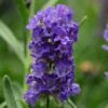 Ellagance Purple English Lavender - 5 Pack Of Quart Pots 1 Ellagance Purple English Lavender - 5 Pack Of Quart Pots -FRUIT TREES & PLANTS Sales lavandula angustifolia ellagance purple english lavender 4
