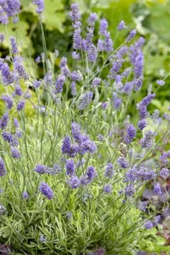 Platinum Blonde English Lavender Plant - 1 Gallon Pot -FRUIT TREES & PLANTS Sales lavandula angustifolia momparler platinum blonde lavender 2