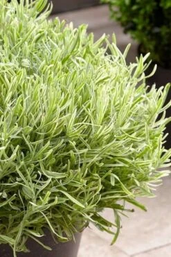 Platinum Blonde English Lavender Plant - 1 Gallon Pot -FRUIT TREES & PLANTS Sales lavandula angustifolia momparler platinum blonde lavender 5