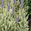 Platinum Blonde English Lavender Plant - 1 Gallon Pot -FRUIT TREES & PLANTS Sales lavandula angustifolia momparler platinum blonde lavender 6