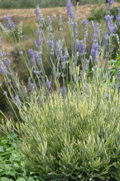 Platinum Blonde English Lavender Plant - 1 Gallon Pot -FRUIT TREES & PLANTS Sales lavandula angustifolia momparler platinum blonde lavender 7