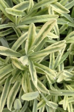 Platinum Blonde English Lavender Plant - 1 Gallon Pot -FRUIT TREES & PLANTS Sales lavandula angustifolia momparler platinum blonde lavender 8