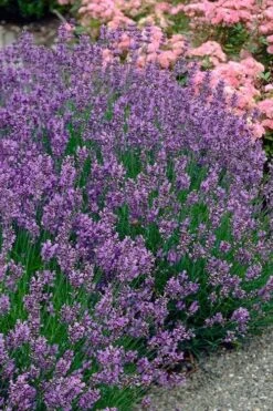 Munstead English Lavender - 6 Pack Of Pint Pots -FRUIT TREES & PLANTS Sales lavandula angustifolia munstead english lavender 3