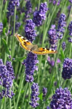 Munstead English Lavender - 6 Pack Of Pint Pots -FRUIT TREES & PLANTS Sales lavandula angustifolia munstead english lavender 4
