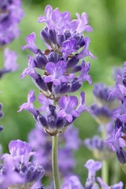 Munstead English Lavender - 6 Pack Of Pint Pots -FRUIT TREES & PLANTS Sales lavandula angustifolia munstead english lavender 5