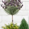 Anouk Spanish Lavender Tree (Single Stem) - 3 Gallon Pot -FRUIT TREES & PLANTS Sales lavandula anouk tree form 1