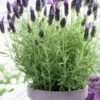 Anouk Spanish Lavender - 1 Gallon Pot -FRUIT TREES & PLANTS Sales lavandula stoechas anouk spanish lavender 1