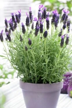 Anouk Spanish Lavender - 1 Gallon Pot