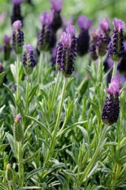 Anouk Spanish Lavender - 1 Gallon Pot -FRUIT TREES & PLANTS Sales lavandula stoechas anouk spanish lavender 2