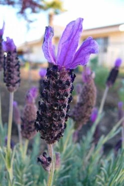 Anouk Spanish Lavender Tree (Single Stem) - 3 Gallon Pot -FRUIT TREES & PLANTS Sales lavandula stoechas anouk spanish lavender 3