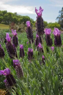Anouk Spanish Lavender Tree (Single Stem) - 3 Gallon Pot -FRUIT TREES & PLANTS Sales lavandula stoechas anouk spanish lavender 4