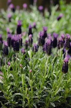 Anouk Spanish Lavender - 1 Gallon Pot -FRUIT TREES & PLANTS Sales lavandula stoechas anouk spanish lavender 5