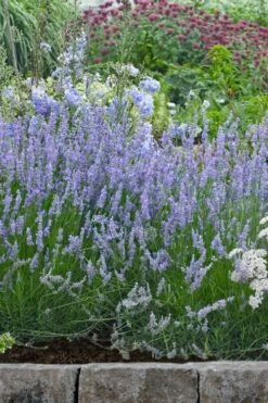 Provence French Lavender - 5 Pack Of Quart Pots -FRUIT TREES & PLANTS Sales lavandula20intermedia provencer french lavender 106