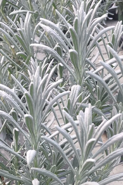 Sensational Lavender - 1 Gallon Pot 6 Sensational Lavender - 1 Gallon Pot - Image 4