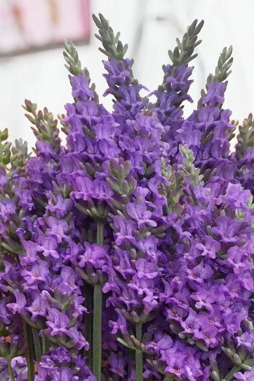 Sensational Lavender - 5 Pack Of Quart Pots 8 Sensational Lavender - 5 Pack Of Quart Pots - Image 6
