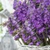 Sensational Lavender - 5 Pack Of Quart Pots -FRUIT TREES & PLANTS Sales lavender intermedia sensational 3 1