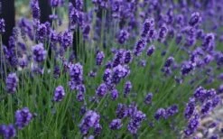 Sweet Romance English Lavender Plant - 1 Gallon Pot 15 Sweet Romance English Lavender Plant - 1 Gallon Pot -FRUIT TREES & PLANTS Sales lavendula angustifolia sweet romance lavender 3