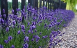 Sweet Romance English Lavender Plant - 1 Gallon Pot 14 Sweet Romance English Lavender Plant - 1 Gallon Pot -FRUIT TREES & PLANTS Sales lavendula angustifolia sweet romance lavender 4