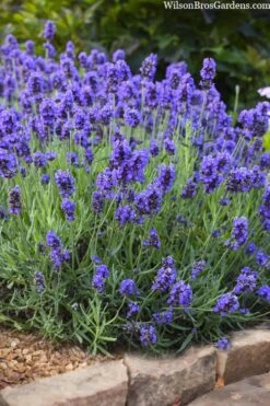 Sweet Romance English Lavender Plant - 1 Gallon Pot 19 Sweet Romance English Lavender Plant - 1 Gallon Pot -FRUIT TREES & PLANTS Sales lavendula angustifolia sweet romance lavender 6