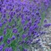 Sweet Romance English Lavender Plant - 1 Gallon Pot -FRUIT TREES & PLANTS Sales lavendula angustifolia sweet romance lavender 7
