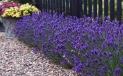 Sweet Romance English Lavender Plant - 1 Gallon Pot 17 Sweet Romance English Lavender Plant - 1 Gallon Pot -FRUIT TREES & PLANTS Sales lavendula angustifolia sweet romance lavender 8