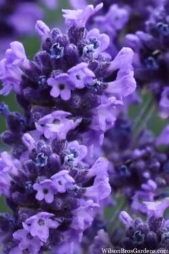 Sweet Romance English Lavender Plant - 1 Gallon Pot 18 Sweet Romance English Lavender Plant - 1 Gallon Pot -FRUIT TREES & PLANTS Sales lavendula angustifolia sweet romance lavender 9