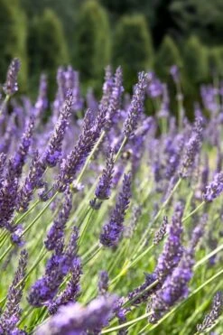 Grosso Lavender - 5 Pack Of Quart Pots -FRUIT TREES & PLANTS Sales lavendula intermedia grosso french lavender 2