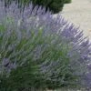 Grosso Lavender - 10" Patio Pot -FRUIT TREES & PLANTS Sales lavendula intermedia grosso french lavender 3 2